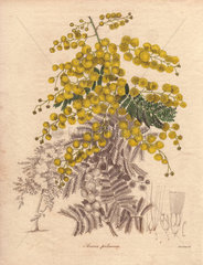 Acacia pubescens Downy wattle