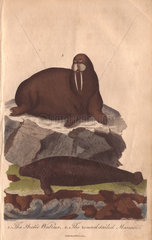 Walrus and manati Odobenus rosmarus and Trichechus manatus