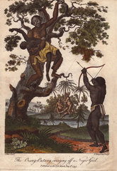 An orang utan (Pongo pygmaeus) kidnapping a young girl. A native takes aim with bow and arrow at the ape.