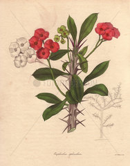 Euphorbia splendens Crown of thorns