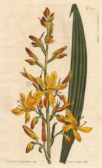 Tall-flowering wachendorfia with yellow and orange spiked flowers. A native of South Africa. Wachendorfia thyrsiflora