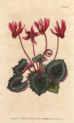Ivy-leaved Cyclamen  Sow-bread  Persian Violet  Alpine Violet  Sowbread Cyclamen repandum (Cyclamen hederaefolium)