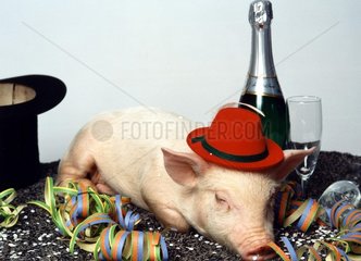 Schweinchen liegt auf Tisch und traegt Hut