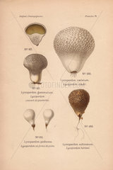 Puffball mushrooms: common puffball or Devil's snuffbox Lycoperdon gemmatum and spiny puffball L. echinatum.