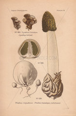 Poisonous common stinkhorn mushroom with green head Phallus impudicus and bird's nest fungus Cyathus hirsutus.