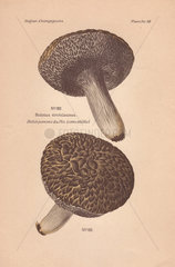 Edible cone-like boletus mushroom (Strobilomyces strobilaceus).