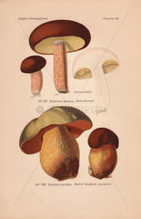 Edible bolete or porcino nero (Boletus aereus) and suspect lurid bolete (Boletus luridus).