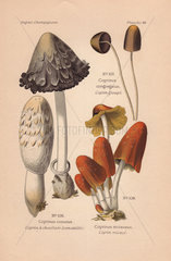 Edible shaggy mane mushrooms: shaggy inkcap Coprinus comatus  C. congregatus and mica cap Coprinellus micaceus.