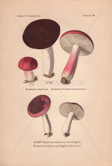 Poisonous sickener mushrooms: Russula emetica and R. emetica var. fragilis.