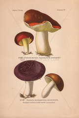 Edible mushrooms: gilded brittlegill mushoom (Russula aurata) and shrimp mushroom (Russula xerampelina).