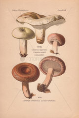 Milk-cap mushrooms: edible peppery mik-cap Lactarius piperatus and the poisonous woolly milk-cap Lactarius torminosus.