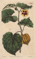 Eatable physalis  Cape gooseberry or Little lantern Physalis edulis