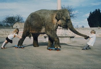 Elefant auf Skateboard