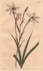 Long-tubed tritonia with pink stems and pink veined white flowers. Tritonia capensis Handcolored copperplate engraving from a botanical illustration by Sydenham Edwards from William Curtis's Botanical Magazine 1805.