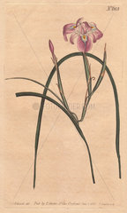 Long-leaved moraea with pale lilac and blue flowers from the Cape of Good Hope. Moraea edulis Handcolored copperplate engraving from a botanical illustration by Sydenham Edwards from William Curtis's Botanical Magazine 1805.