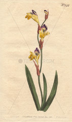 Ringent ixia with yellow  purple and brown flowers. Ixia bicolor