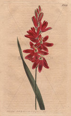 Crimson ixia or spreading-flower'd ixia with deep crimson flowers. Ixia patens