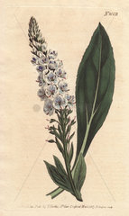 Veined-flowered speedwell with pale blue and white flowers. Veronica gentianoides