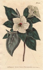St. Helena Red-wood with white flowers. Melhania erythroxylon