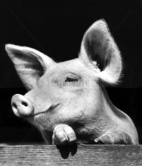 Schwein in Pose