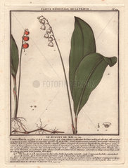 Lily of the valley  white flowers  red berries  large green leaves  roots visible. Le muguet de Mai (Convallaria majalis)