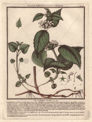 Lamium album (White Deadnettle)  showing spiky leaves  white flower clusters  roots.