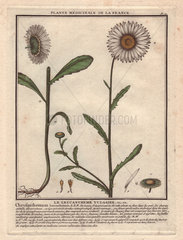 Oxeye daisy Le marguerite commun  ou le leucantheme vulgaire (Chrysanthemum leucanthemum)