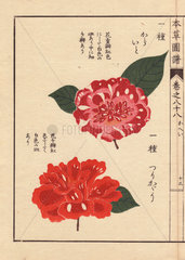 Purple and scarlet camellias Karaigo and Tsurikagari Thea japonica Nois. flore pleno forma