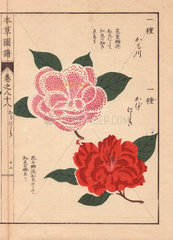 Pink spotted and scarlet Japanese camellias Kamogawa and Kagenishiki Thea japonica Nois. flore pleno forma