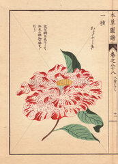 Crimson-flecked white camellia Kara nishiki Thea japonica Nois. flore semipleno forma