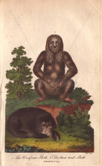 Ursiform sloth (Ursus labiatus) and Three-toed sloth (Bradypus torquatus)