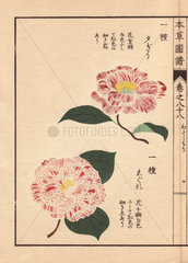 Pink and white camellias Yufugiri and Shigure Thea japonica Nois. flore semipleno forma