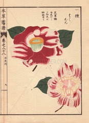 Scarlet and white camellias Imadegawa and Hakukan