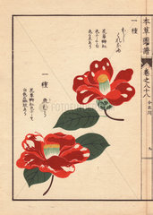 Crimson camellias Hoshikure naru and Shishimura Thea japonica Nois. forma