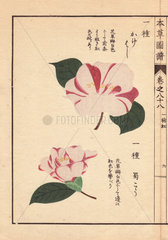 White and pink camellias Kakehoshi and Shokukou Thea japonica Nois. forma