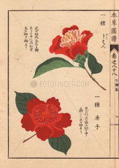 Crimson camellias Bokuhan and Karako Thea japonica Nois. forma