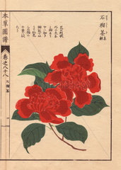 Scarlet camellia Sekirousa Thea japonica Nois. flore pleno forma
