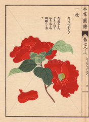 Scarlet camellia Chiri tsubaki Thea japonica Nois. var.