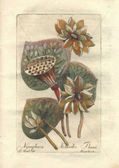 The yellow American lotus or waterlily (Nelumbo lutea  Nymphaea nelumbo flava)