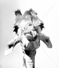 Giraffe streckt Zunge raus