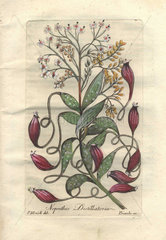 Tropical pitcher plant (Nepenthes distillatoria).
