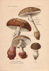 Edible blusher mushroom Amanita rubescens and poisonous panthercap or false blusher Amanita pantherina.