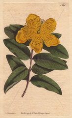 Large flowered St. John's Wort with yellow flowers. Hypericum calycinum