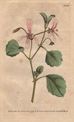 Sorrel crane's bill with pink veined flowers. A native of the Cape. Pelargonium acetosum