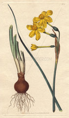 Common jonquil with vivid yellow flowers. A native of Spain. Narcissus jonquilla
