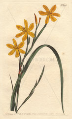 Flexuose moraea with bright yellow flowers. A native of the Cape. Moraea flexuosa