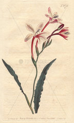 Curled-leaved tritonia with pink  crimson and white flowers. A native of South Africa. Tritonia crispa