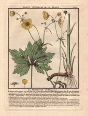 Meadow or tall buttercup La renoncule a_cre ou bouton d'or (Ranunculus acris)