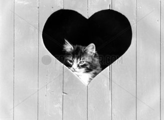 Muerrische Katze schaut aus Herz