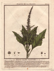 Good King Henry (Chenopodium bonus-henricus).